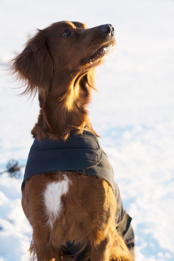 Sew Mariefeur Bernina Dog Coat