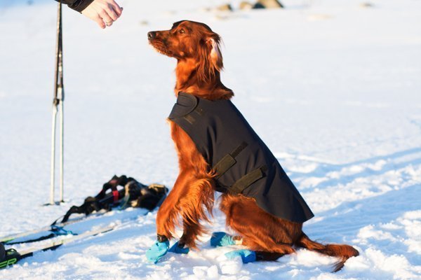 Sew Mariefeur Bernina Dog Coat