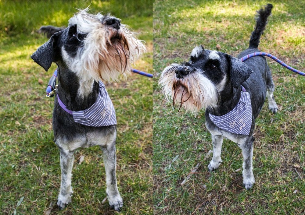 Turn fabric scraps into a bandana to gift your pet